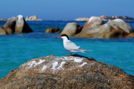 Esperienze Arcipelago di la Maddalena Escursione